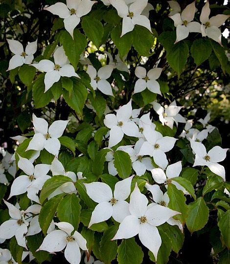 Cornus kousa Milk Way